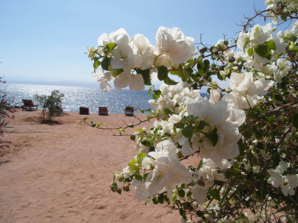 Bedouin Star  Hotel Taba Buitenkant foto