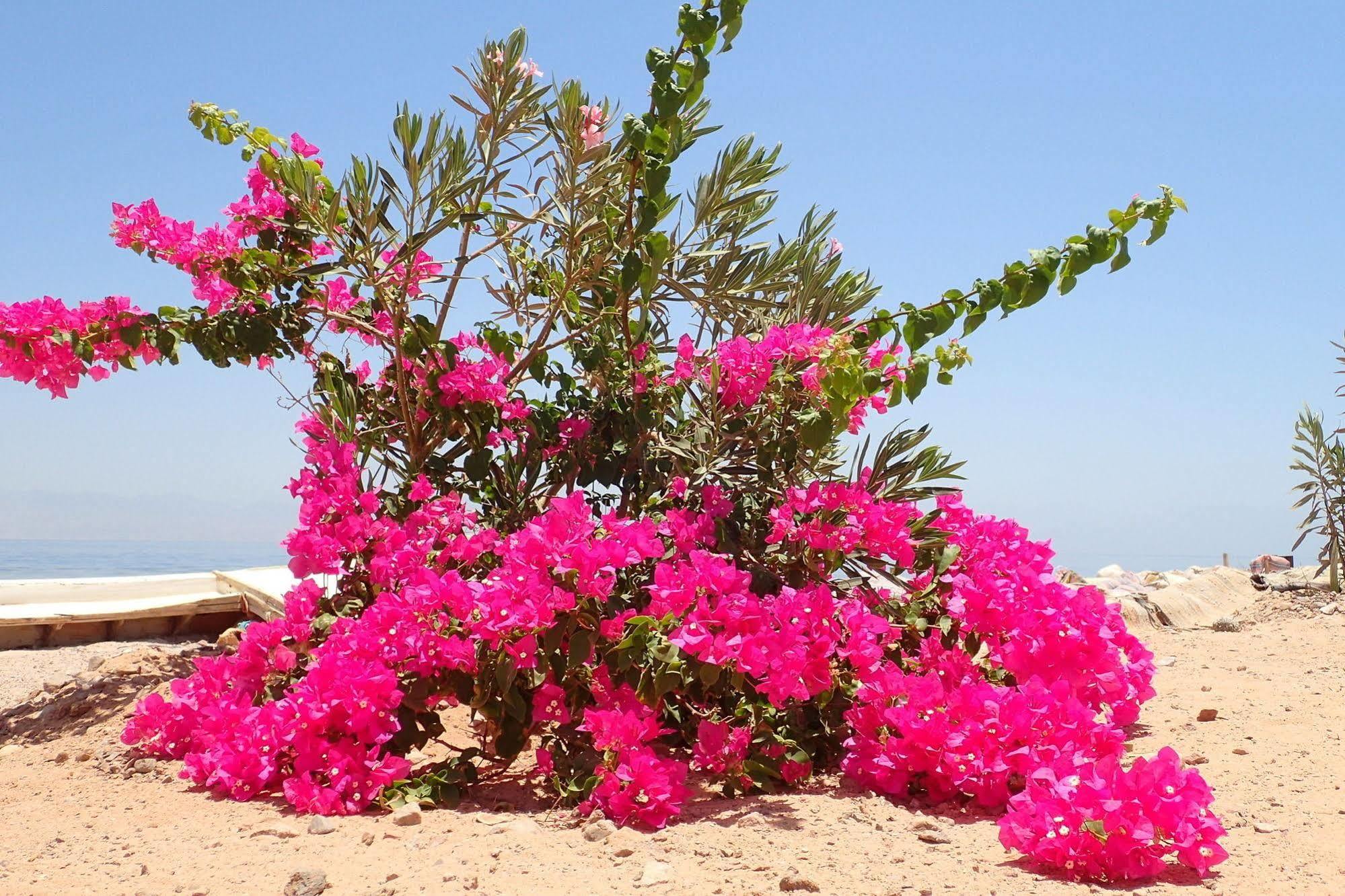 Bedouin Star  Hotel Taba Buitenkant foto
